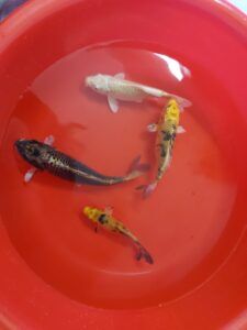 koi hikari utsuri giá từ 1-8 triệu/ con