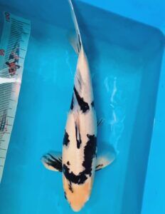 koi bekko giá từ 3-8 triệu