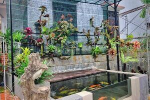 mẫu hồ cá koi mini đẹp