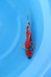 koi goshiki giá 2-10 triệu