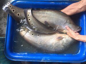 đặc điểm cá thác lác trưởng thành