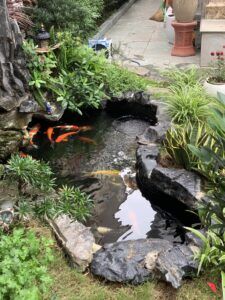 ý nghĩa phong thủy khi nuôi cá koi ngoài trời