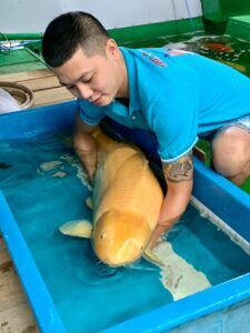 giá cá koi ảnh hưởng bởi vẻ ngoài của cá