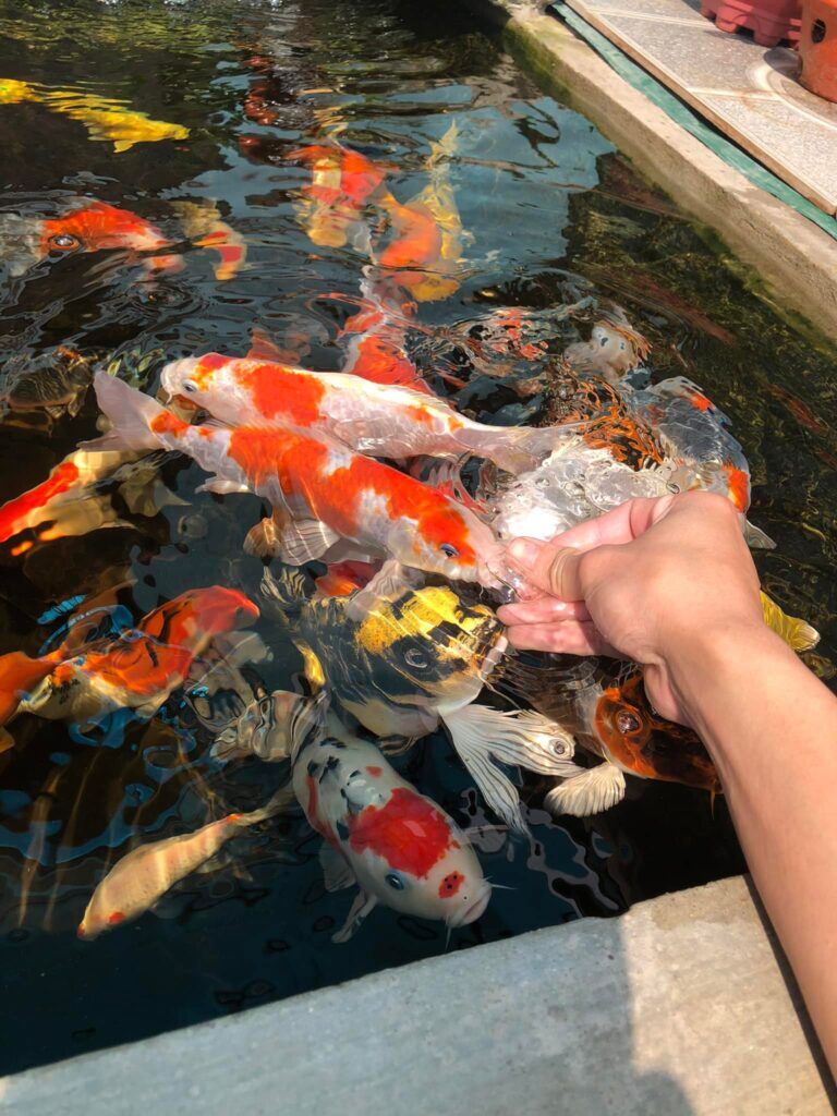 cá koi lúc vào bể