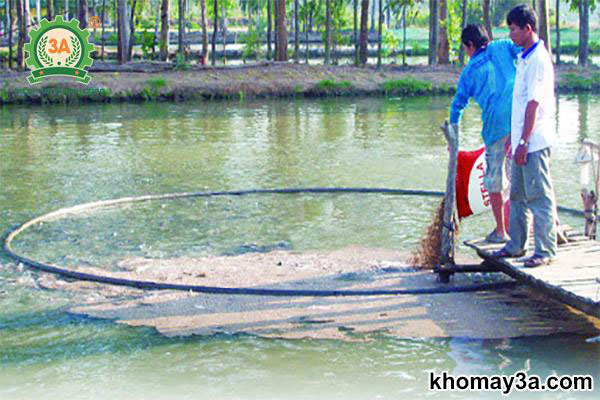 nuôi cá lóc trong bể