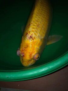 cá koi bị đốm đỏ