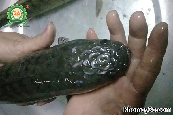 kỹ thuật nuôi cá lóc thương phẩm